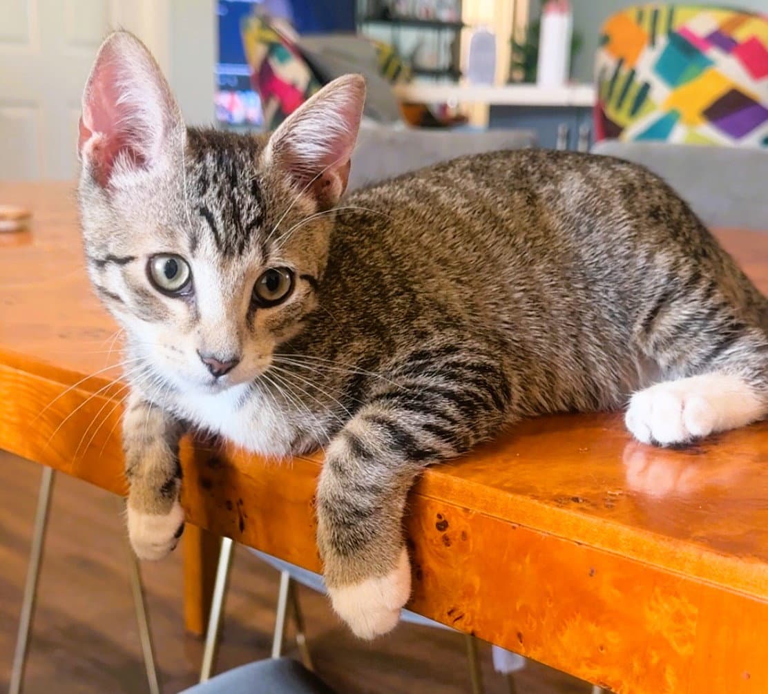 Kingston - Domestic Short Hair