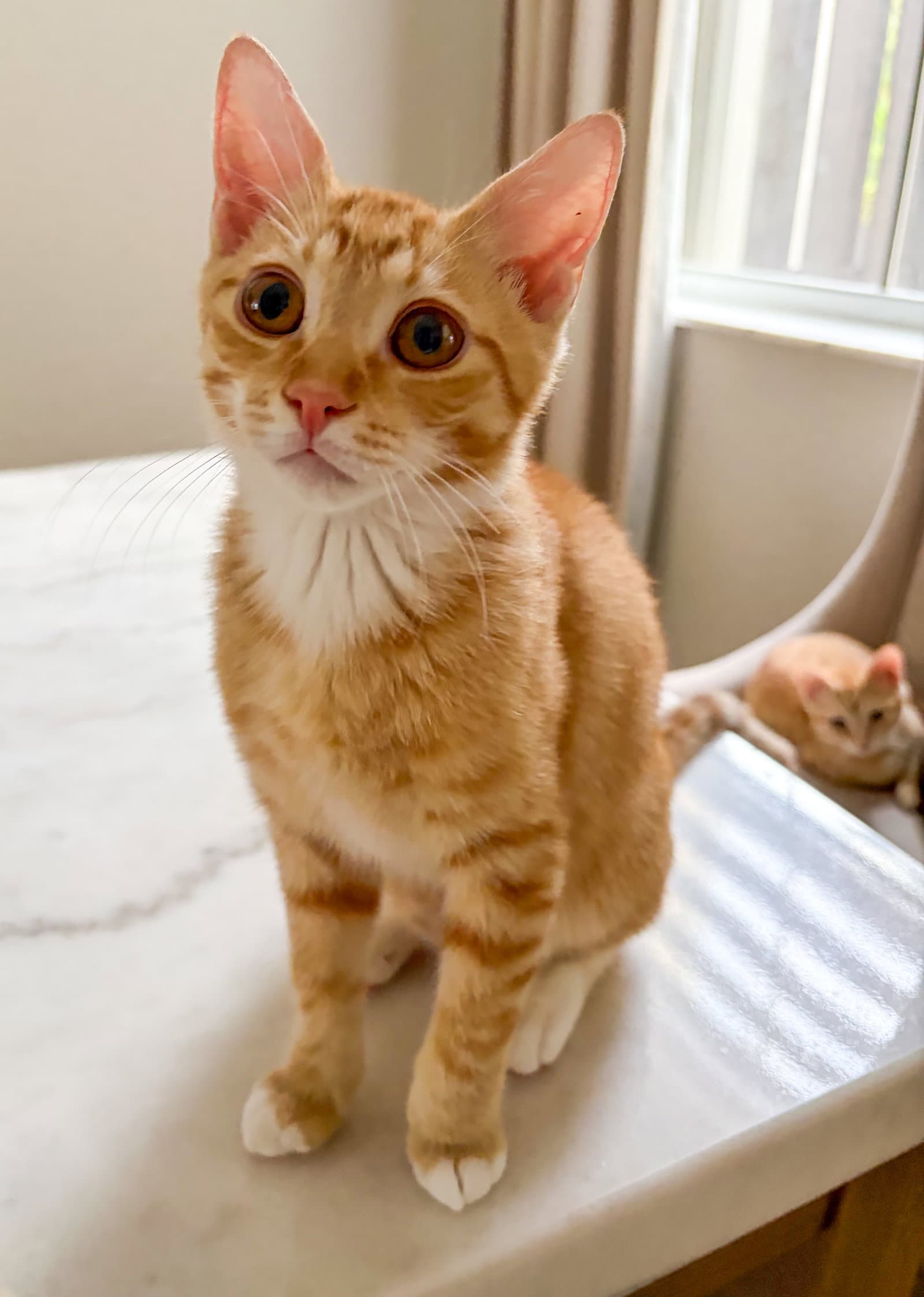 Fred Weasley - Domestic Short Hair
