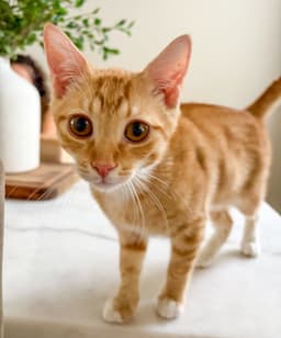 Fred Weasley image 4