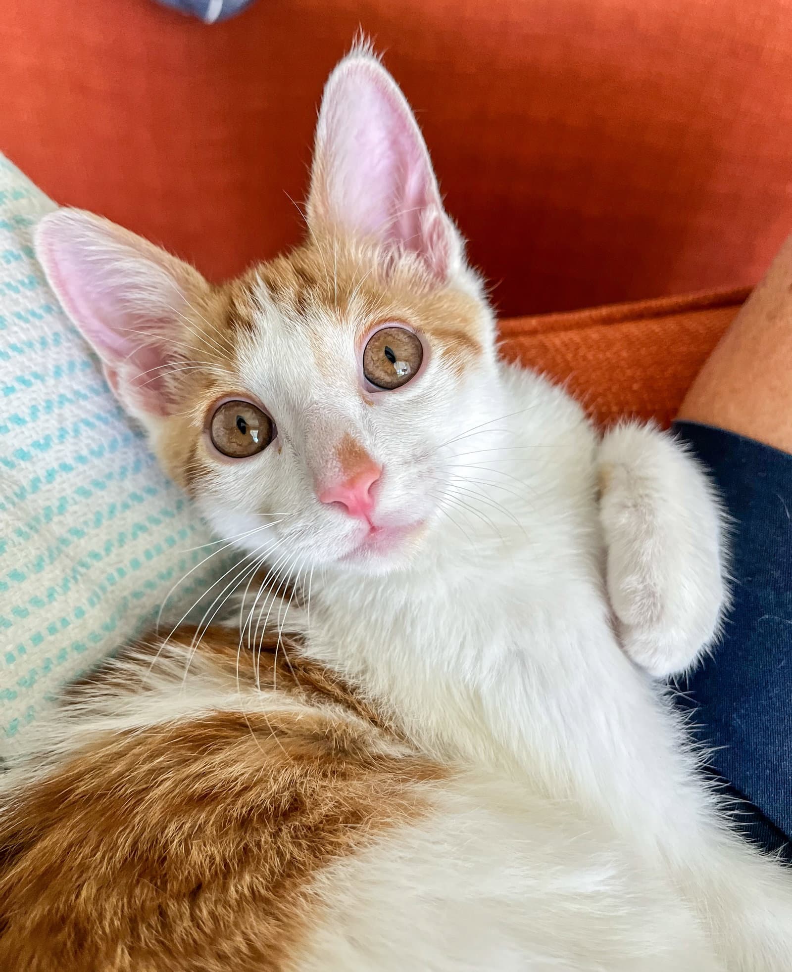 Spencer - Domestic Short Hair
