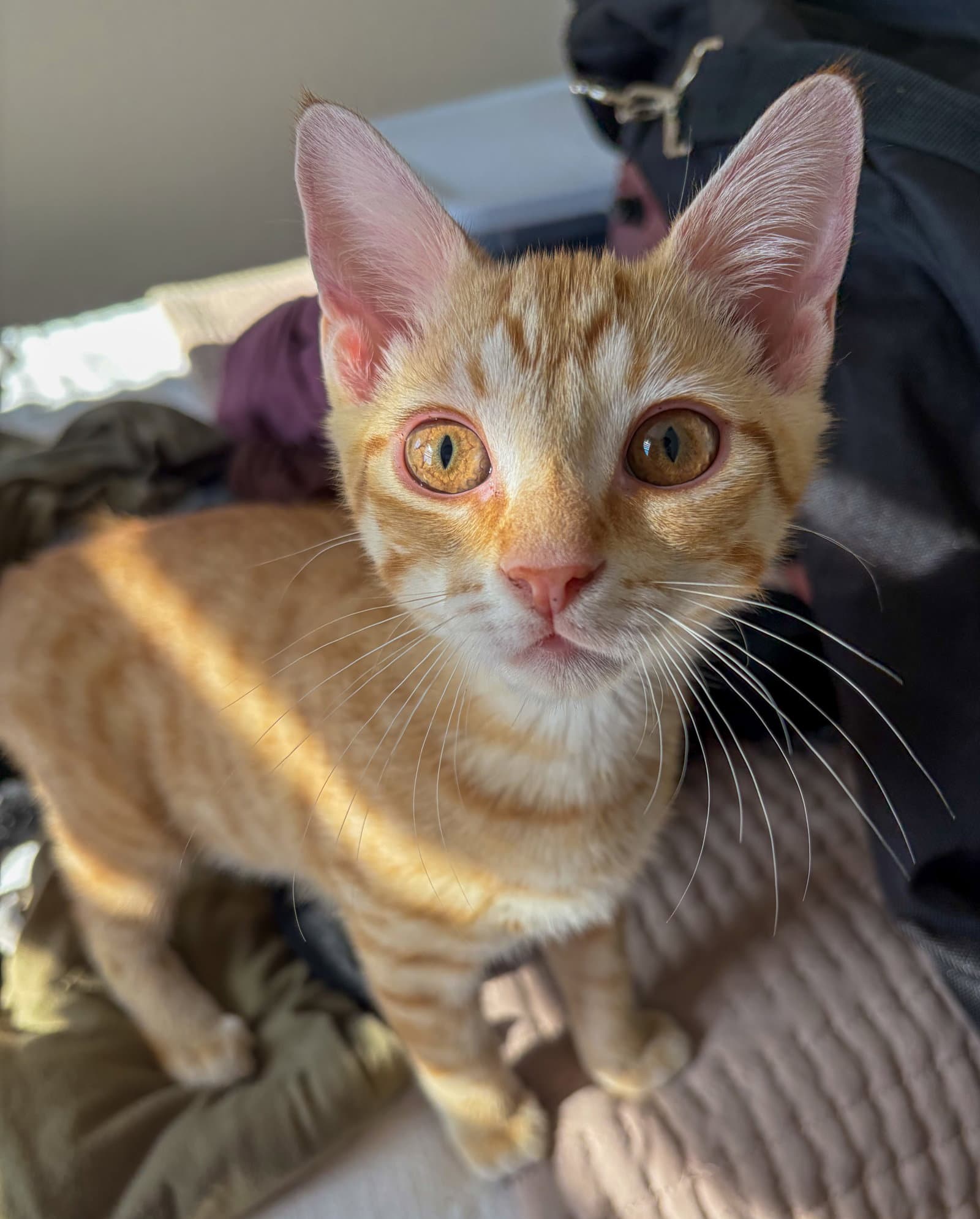 George Weasley - Domestic Short Hair