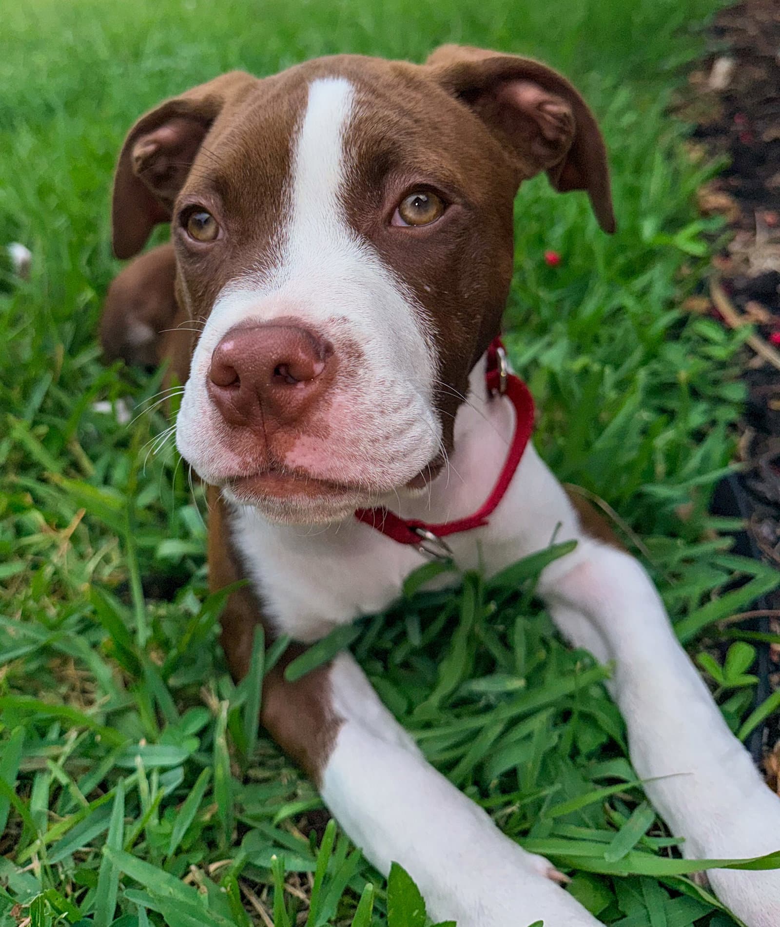 Arnold - American Pit Bull Terrier