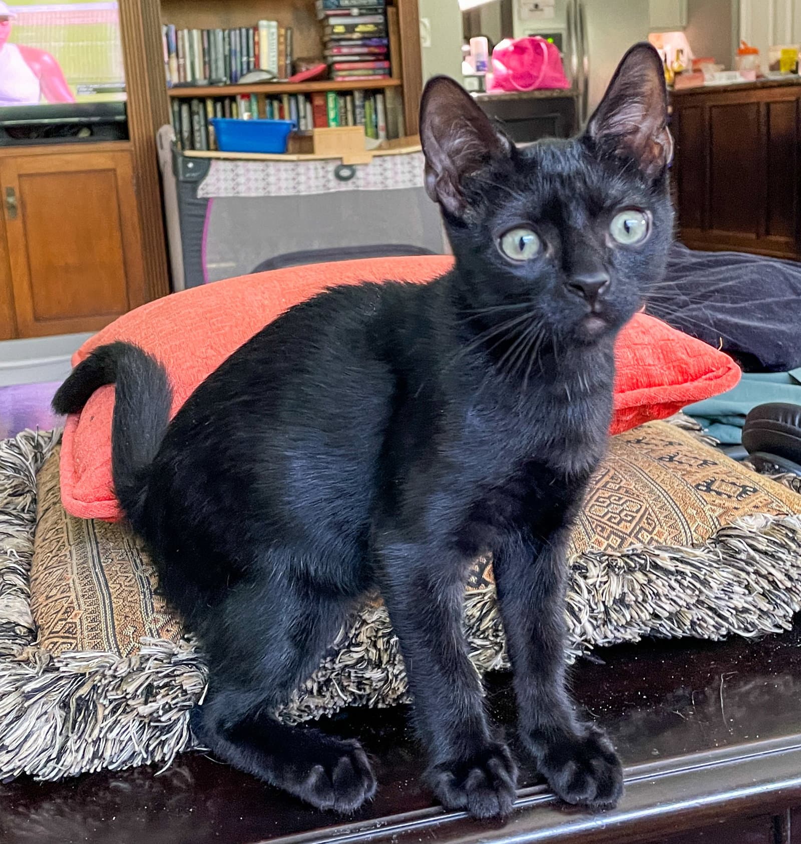 Cole - Domestic Short Hair