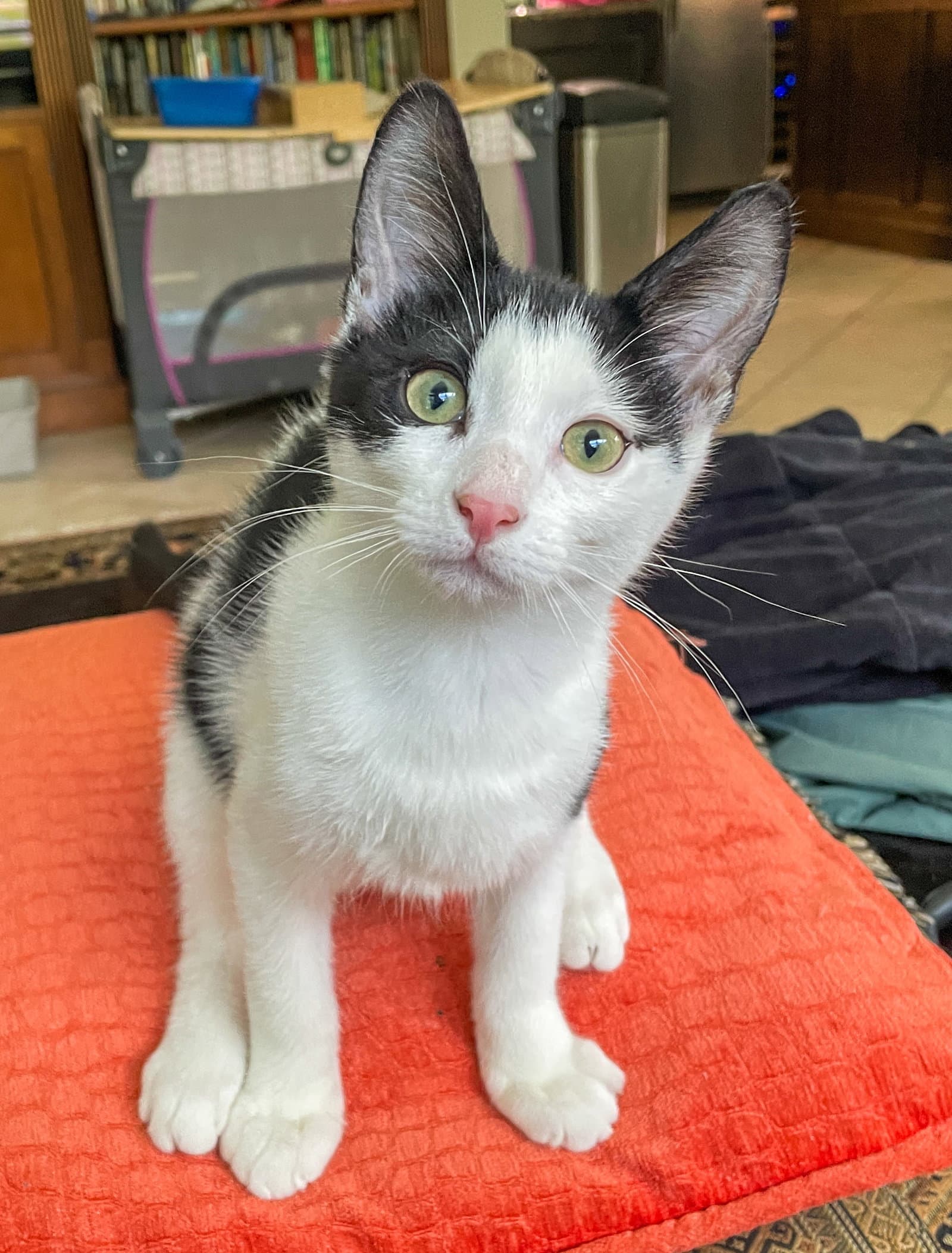 Roy - Domestic Short Hair