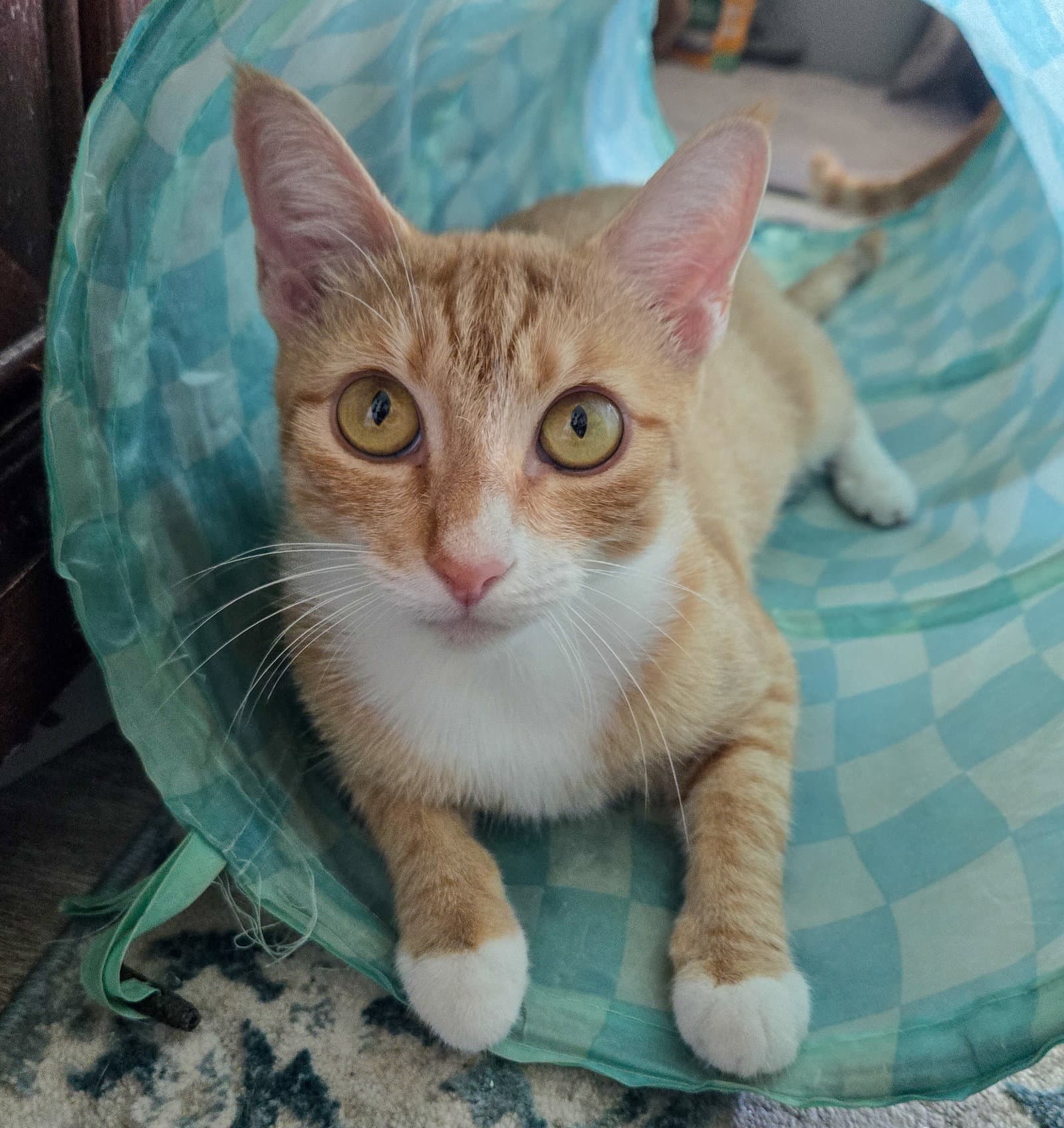 Daenerys - Domestic Short Hair