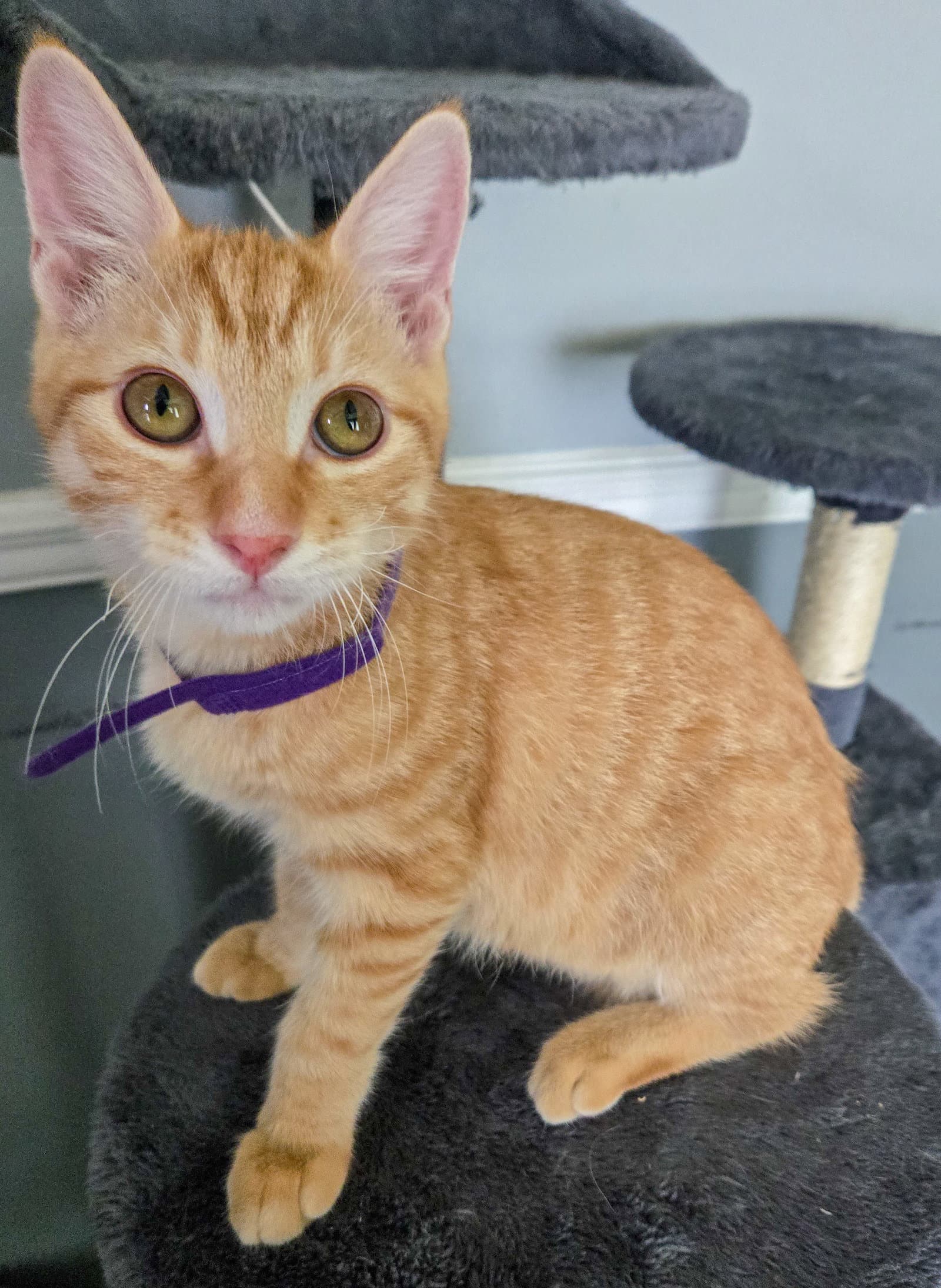Lannister - Domestic Short Hair