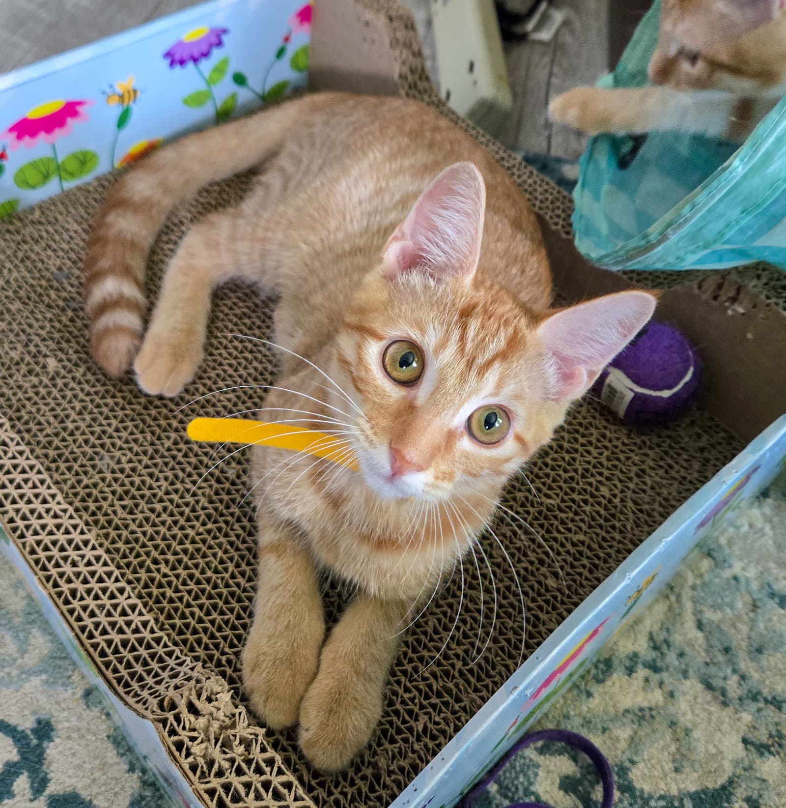 Sansa - Domestic Short Hair