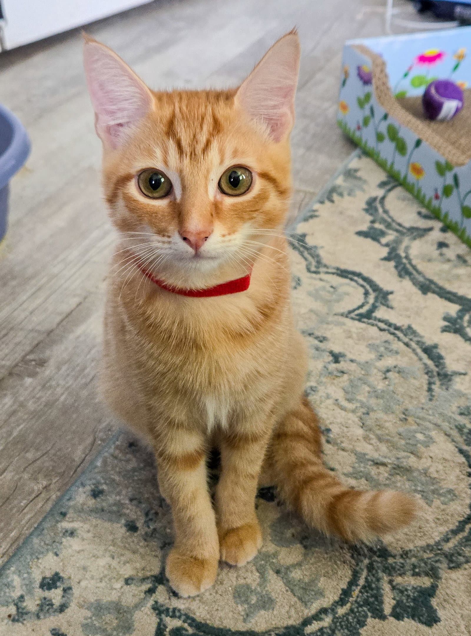 Theon - Domestic Short Hair