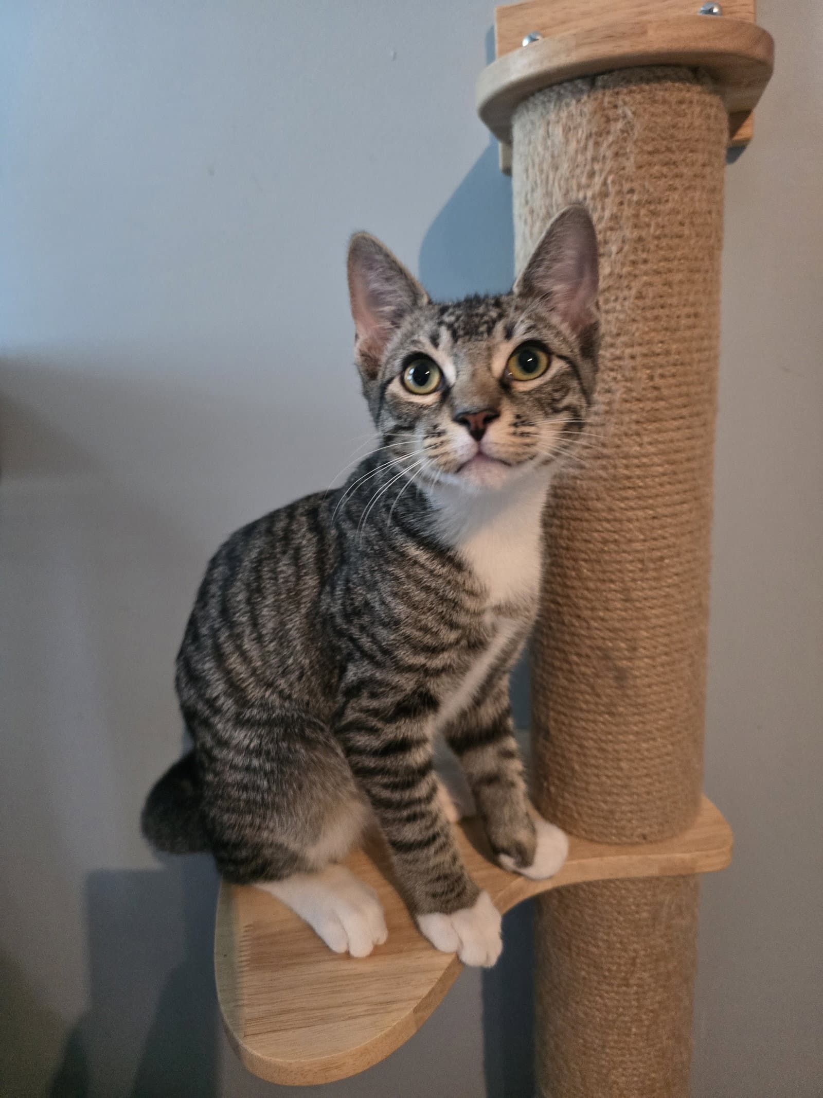 Finn - Domestic Short Hair