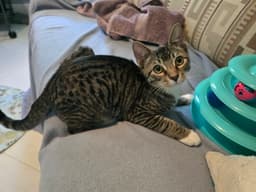 Finn image 2