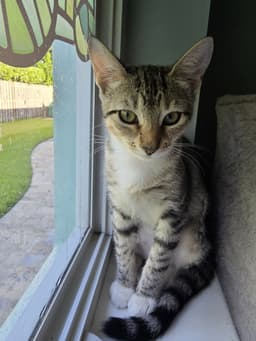 Pip image 2