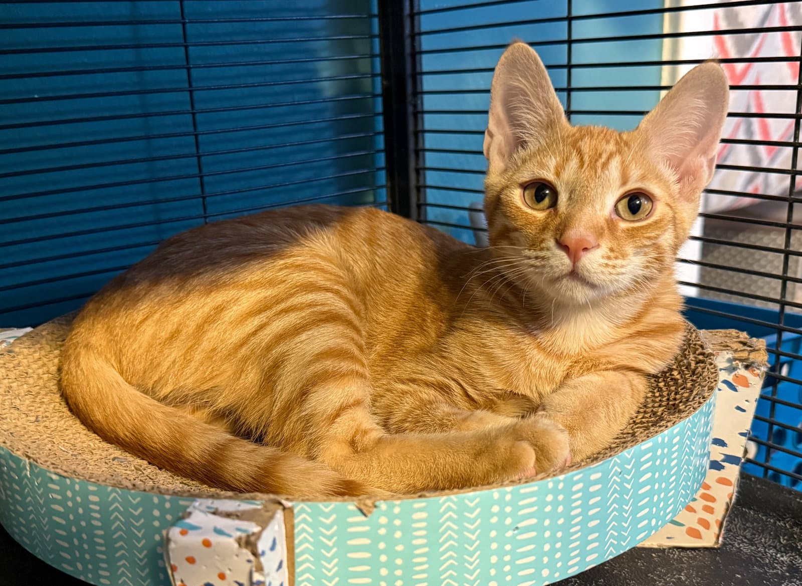 Luxio - Domestic Short Hair