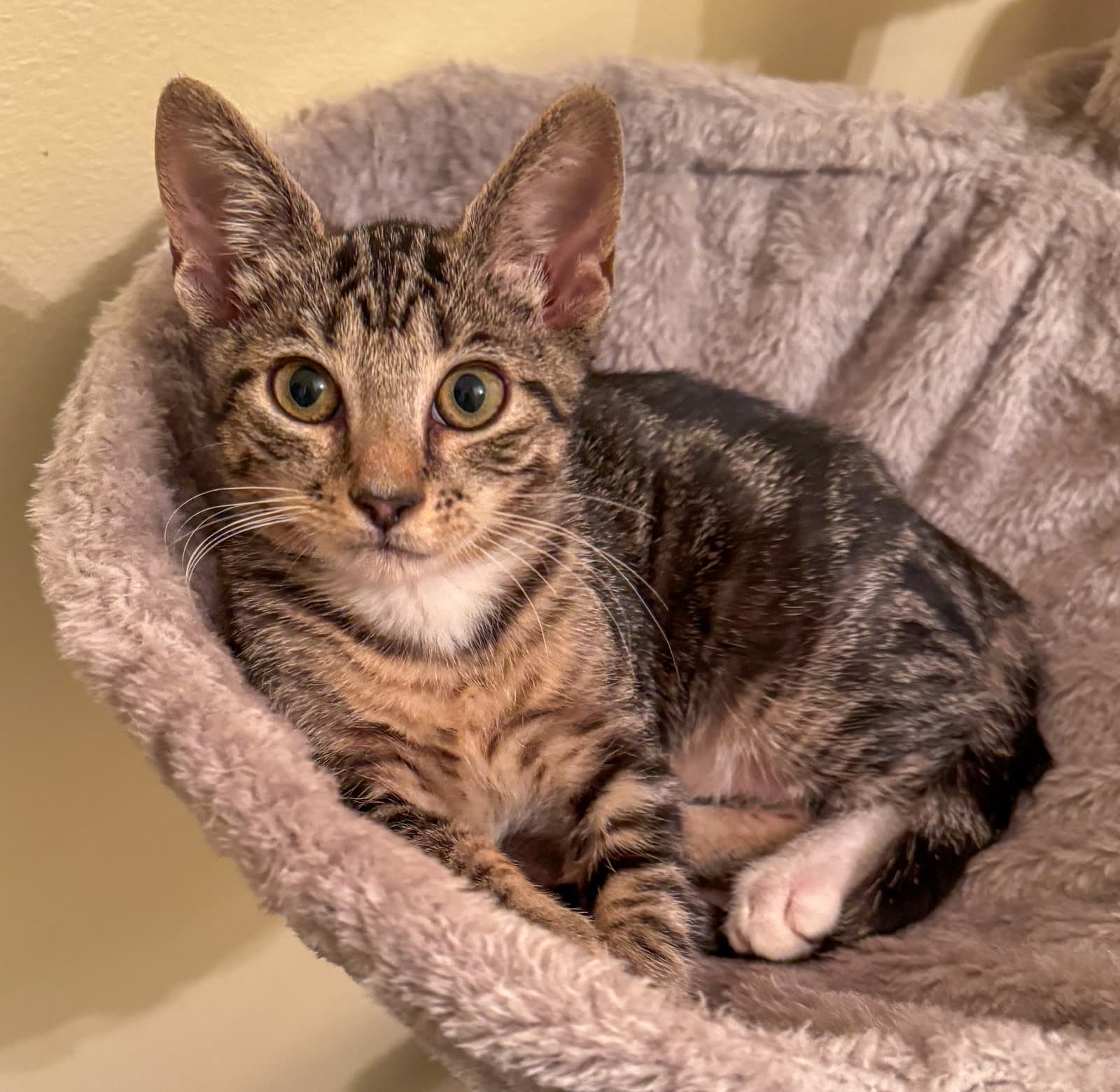 Alicent - Domestic Short Hair