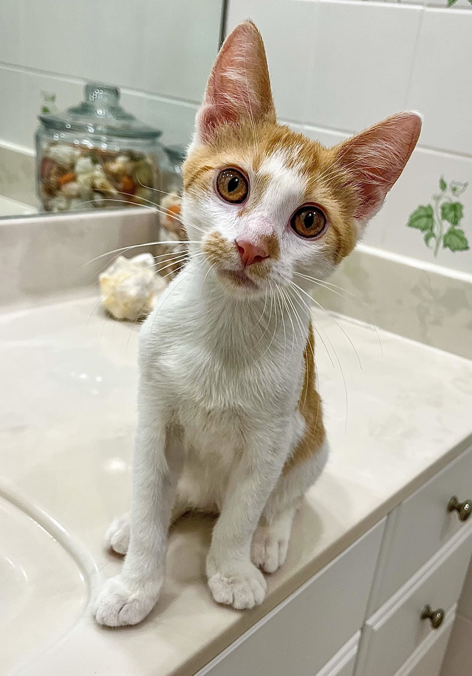 Lakitu - Domestic Short Hair