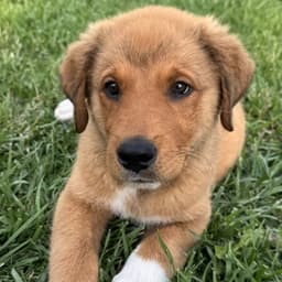 Marmaduke image 1