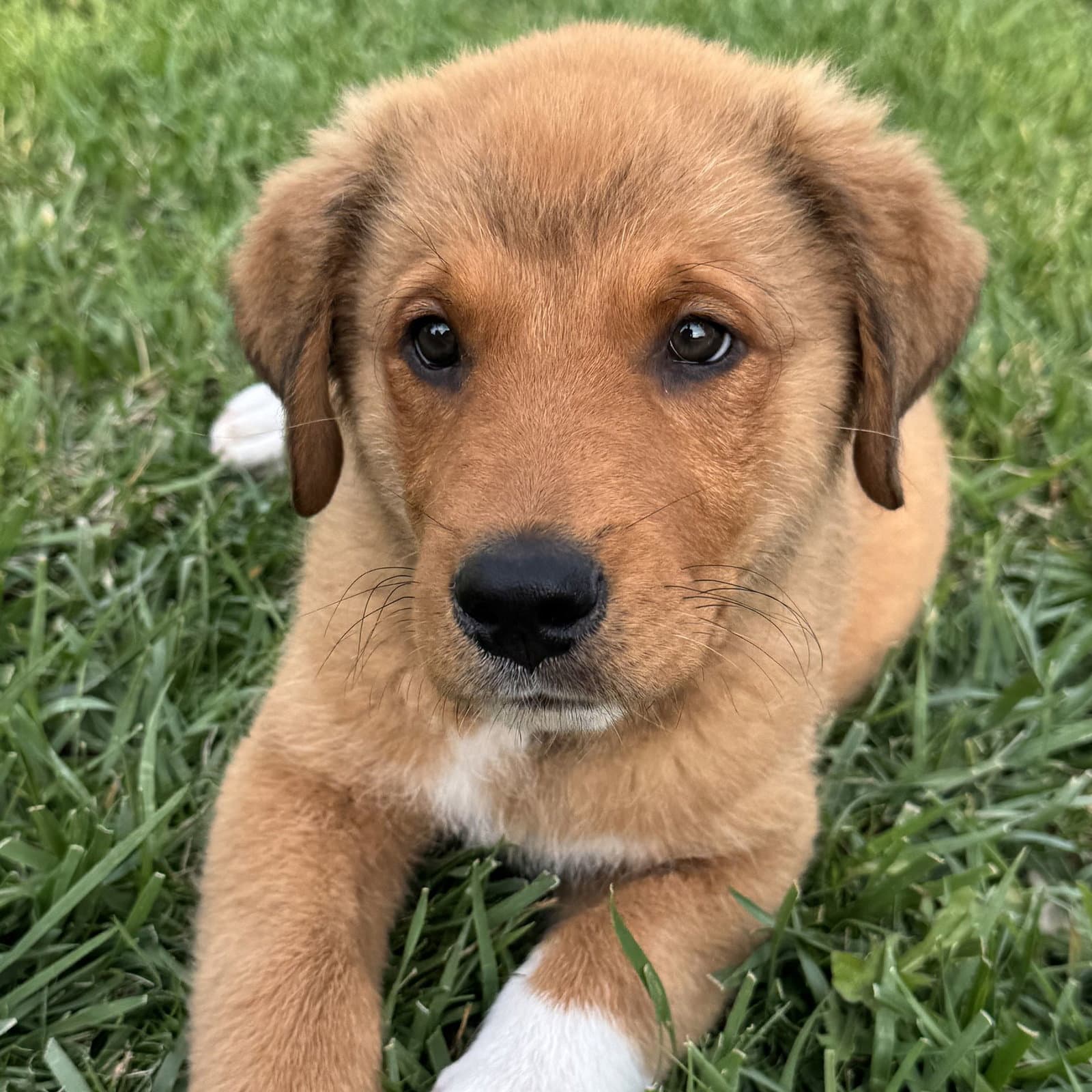 Marmaduke - Unknown