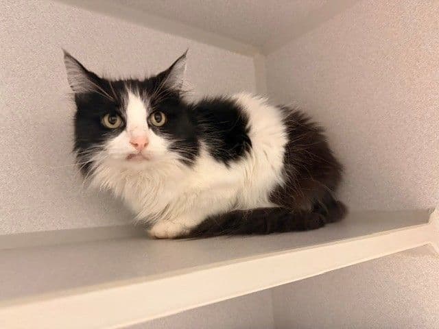 Ms Mittens - Unknown