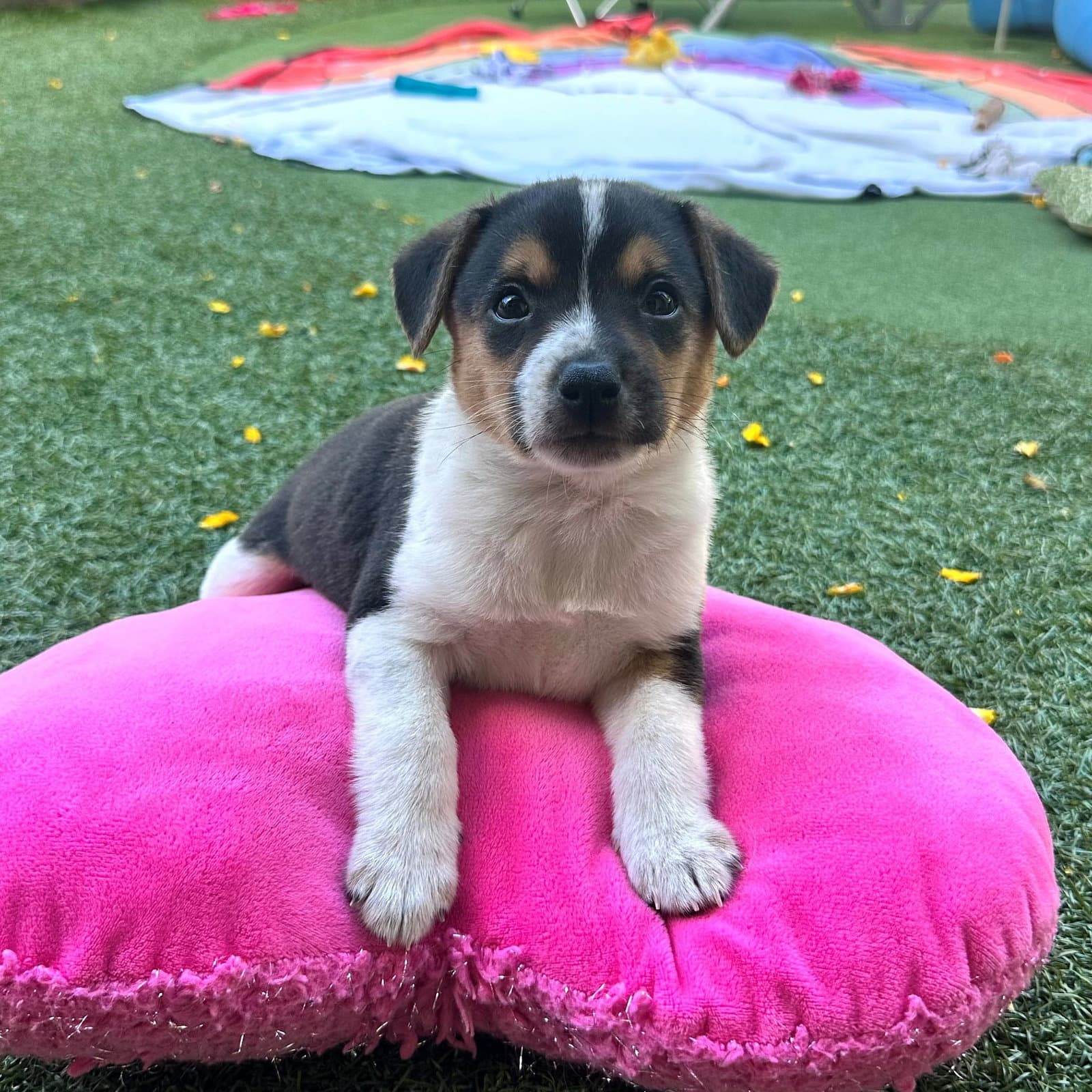 Murphy - Unknown