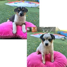 Murphy image 2