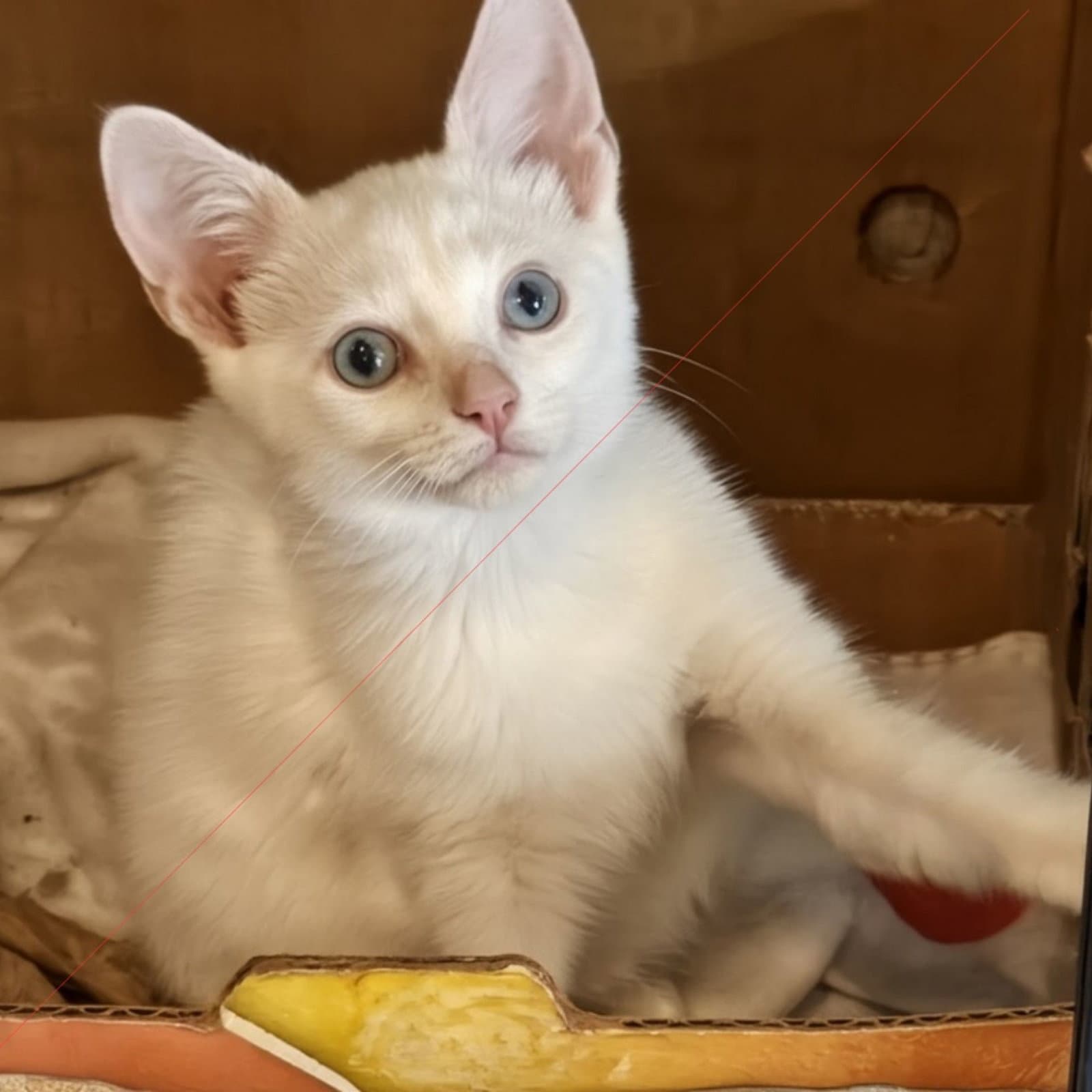 Cotton - Unknown