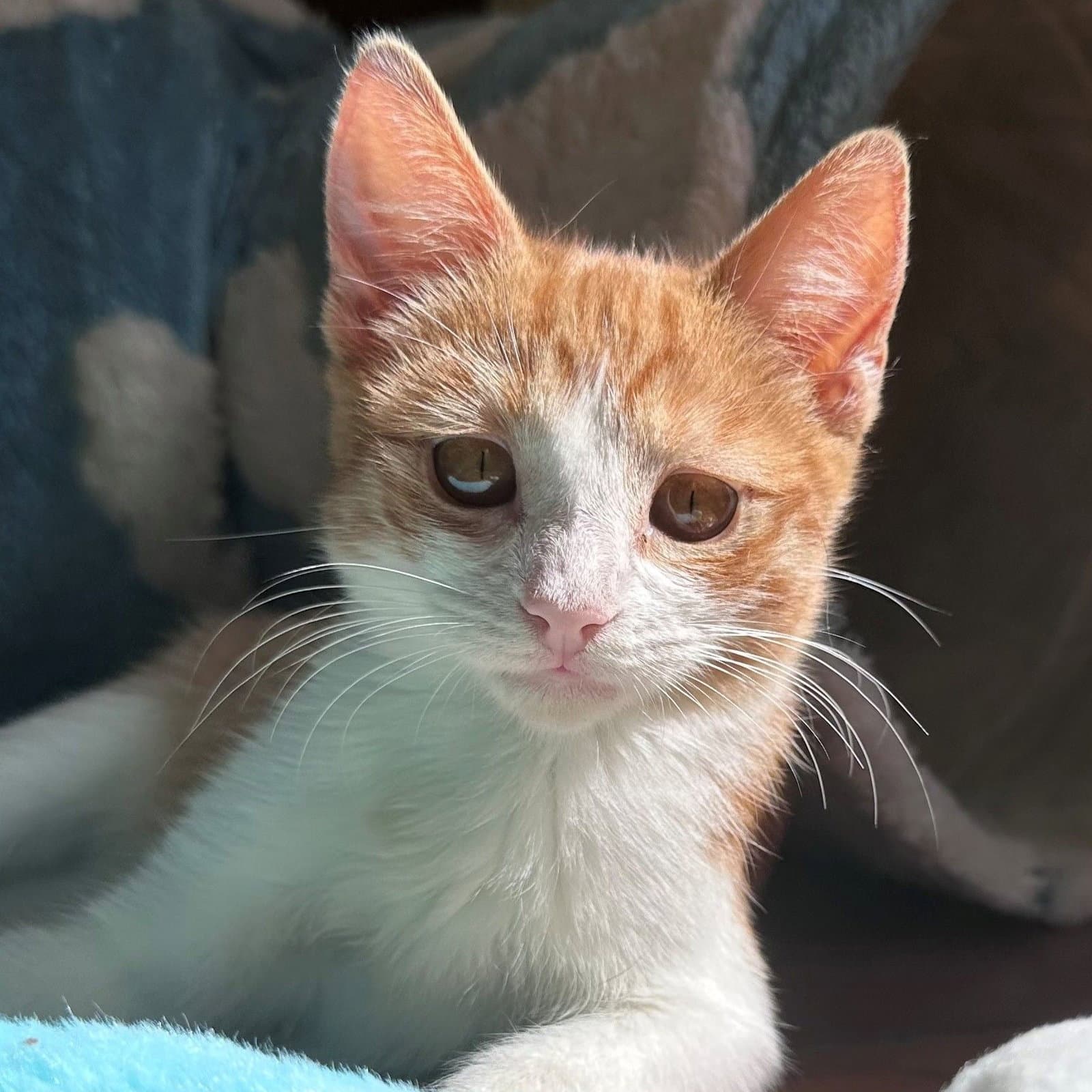 Clementine - Unknown