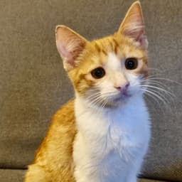 Clementine image 2