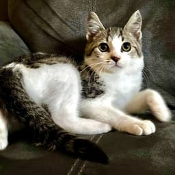 Diego image 1