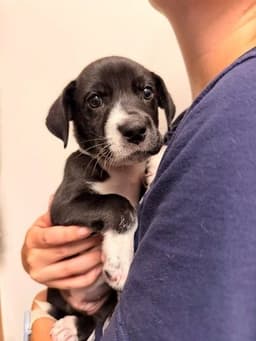 Emily image 1
