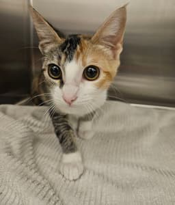 Calista image 1