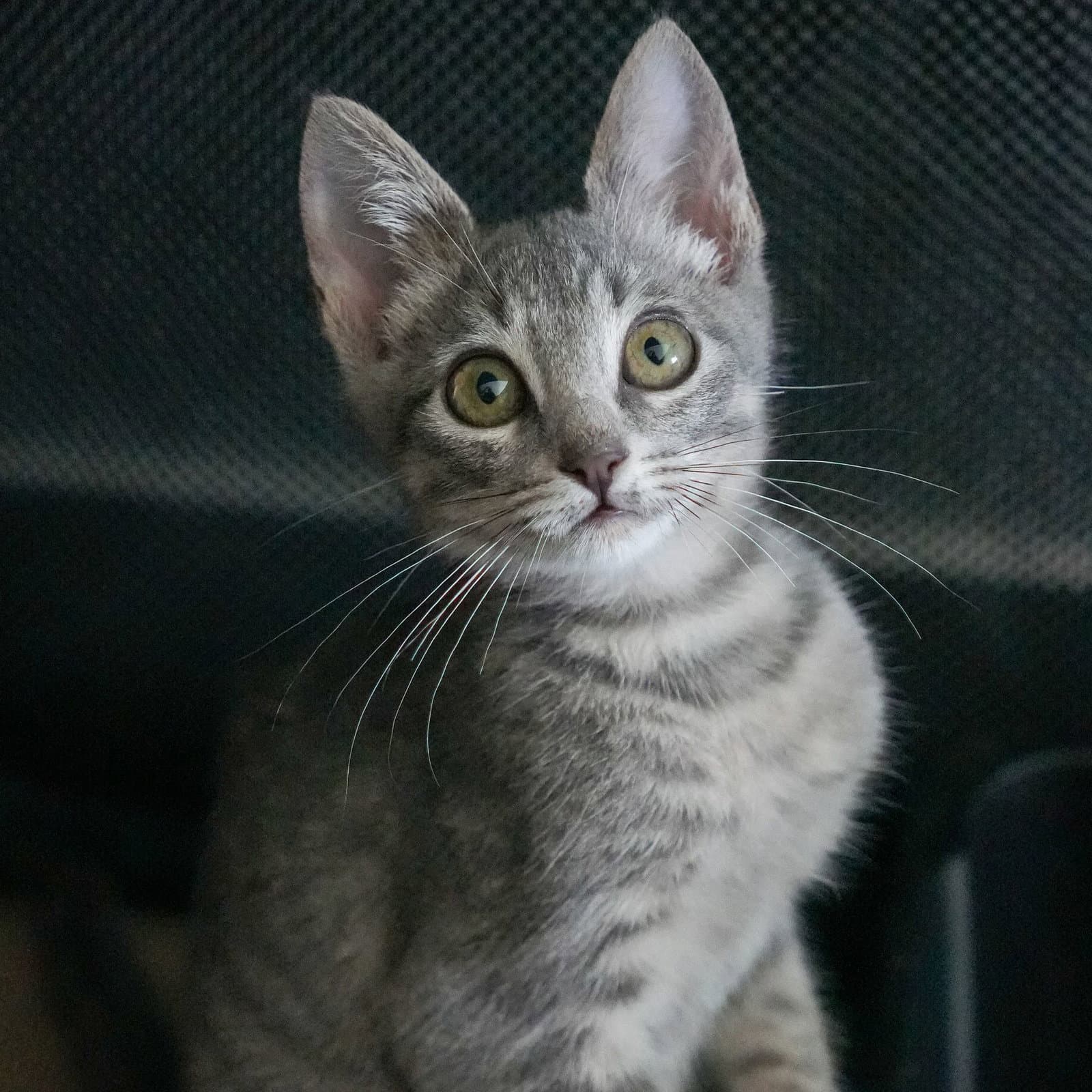 Pebbles - Unknown