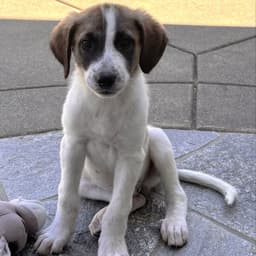 Owen image 1