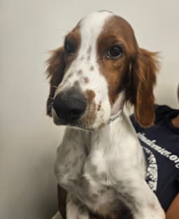 Nutmeg image 1