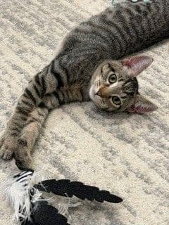 Teddy - Unknown