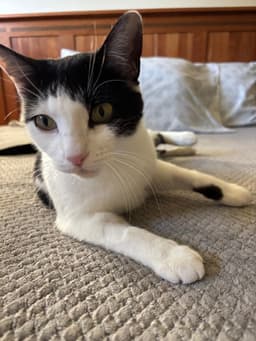 Susie image 1