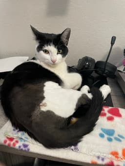 Susie image 2