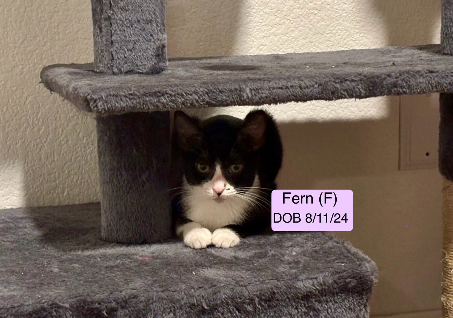 Fern - American Shorthair