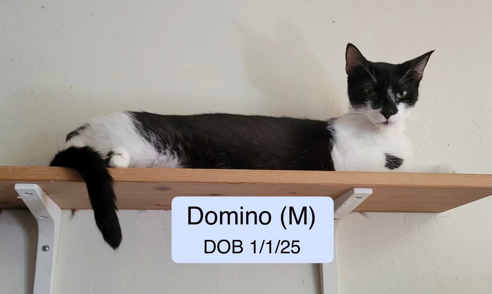 Domino - Domestic Short Hair