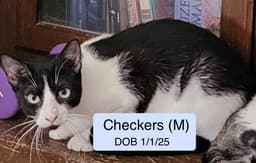Checkers image 1