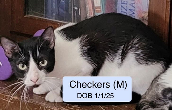 Checkers - Domestic Short Hair