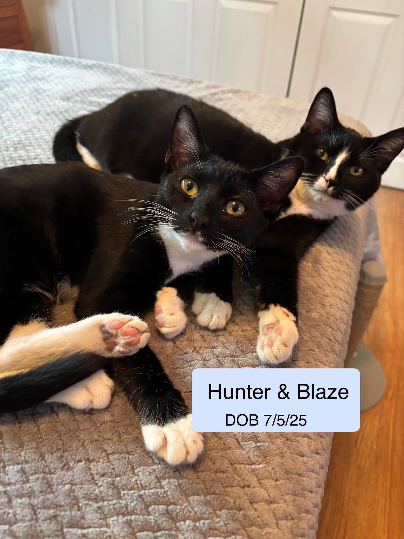 Hunter Bonded With Blaze - Domestic Short Hair