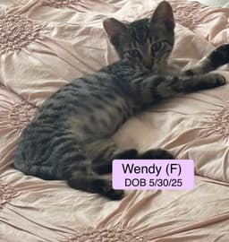 Wendy image 3