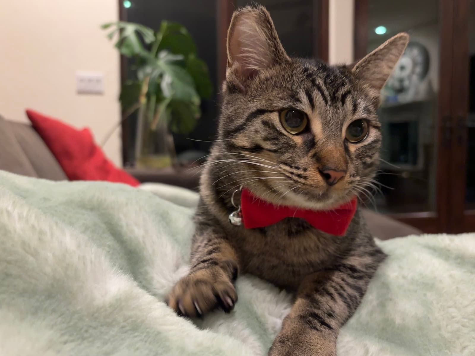 Wendy - Domestic Short Hair