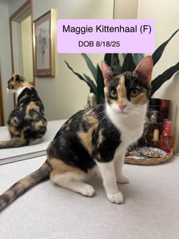 Maggie Kittenhaal image 1
