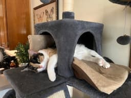 Maggie Kittenhaal image 2
