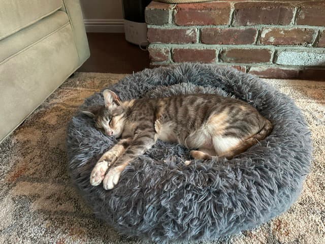 Gemma - Tabby