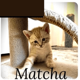 Matcha image 2