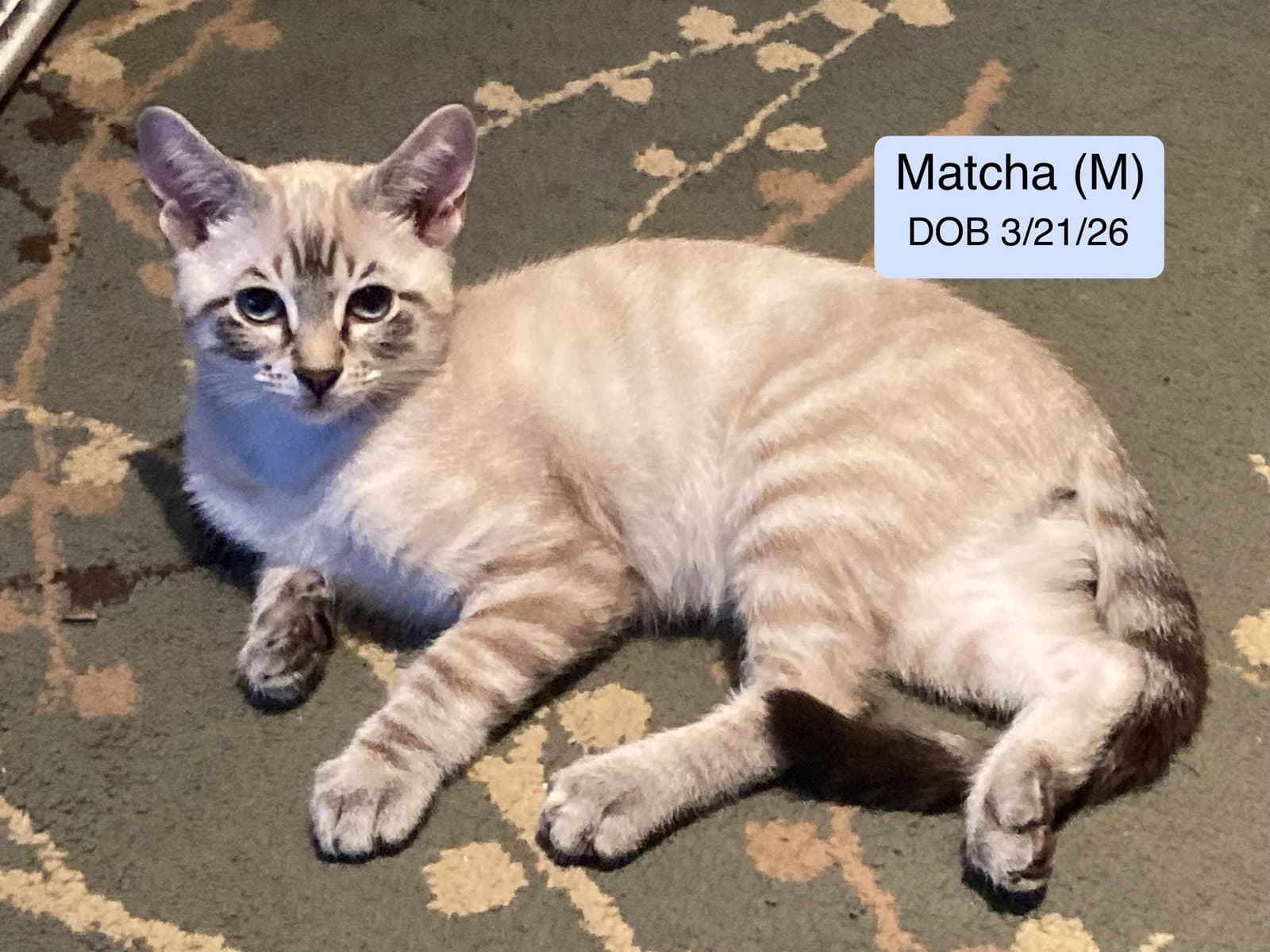 Matcha - Siamese