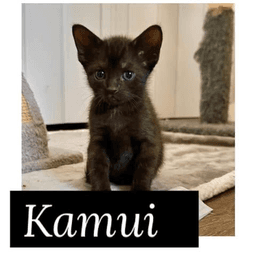 Kamui image 2