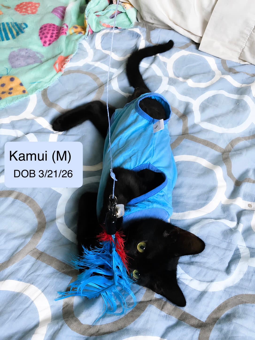 Kamui - Domestic Short Hair