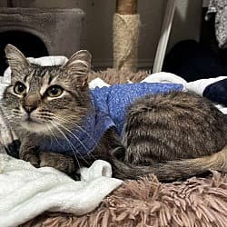 Matilda Fta - Tabby